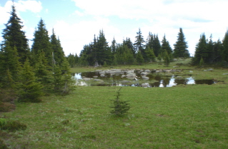 Small pond in a meadow on Sheep Rock, Sheep Rock trail 2010-07.